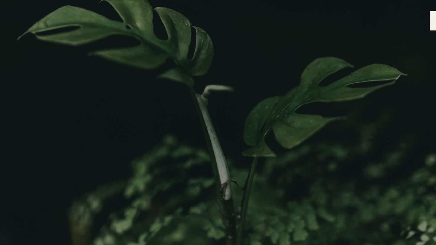 green relaxation background