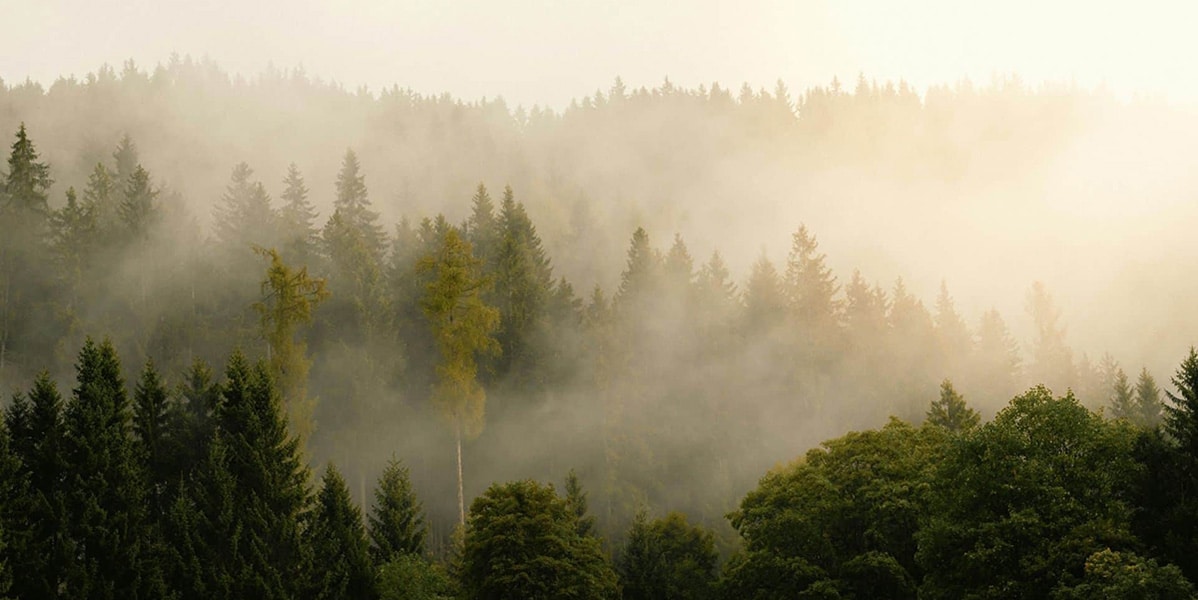 Breathing for Life: ​​Pranayama for Health, Healing, and Self-Realization